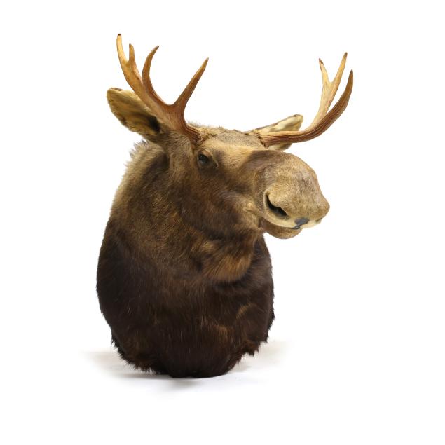 moose-shoulder-mount-taxidermy