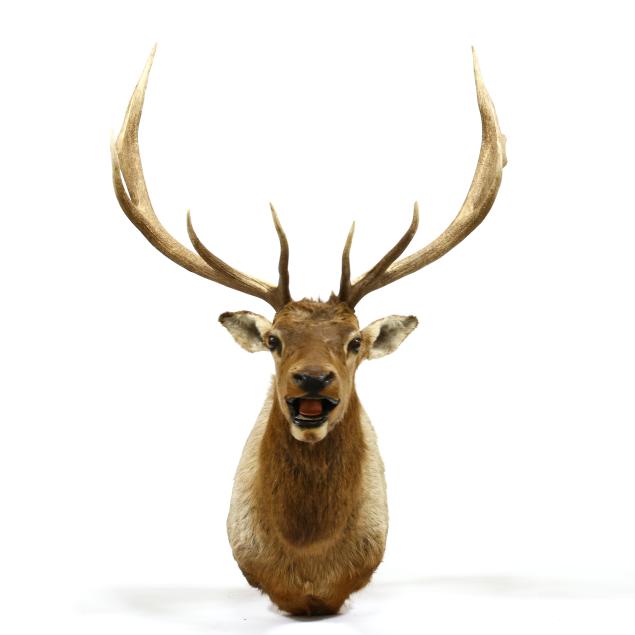 rocky-mountain-elk-shoulder-mount-taxidermy
