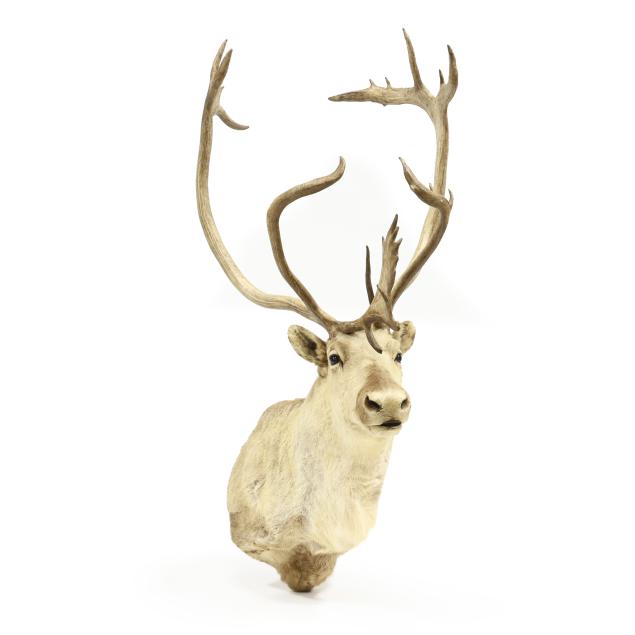 caribou-shoulder-wall-mount-taxidermy