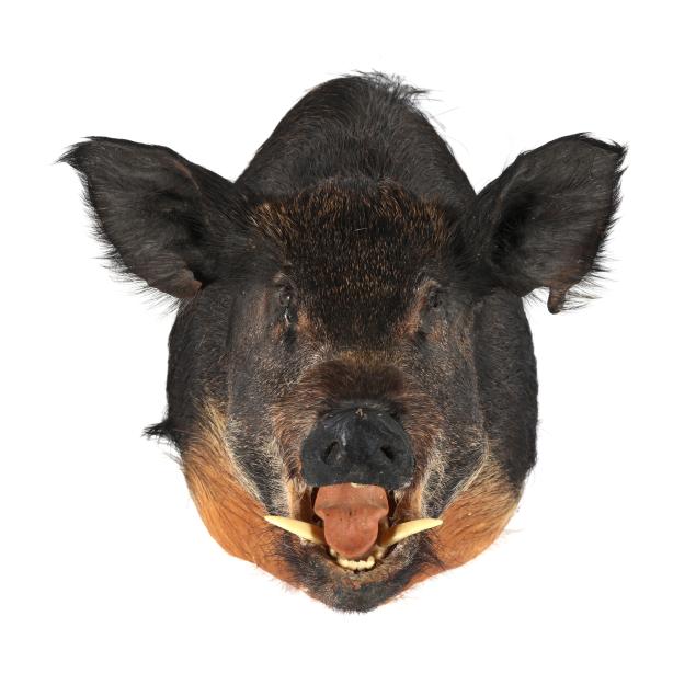 wild-boar-shoulder-mount-taxidermy