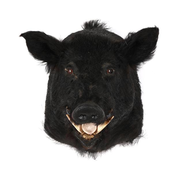 wild-boar-shoulder-mount-taxidermy
