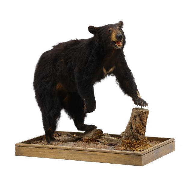 black-bear-on-stand-taxidermy