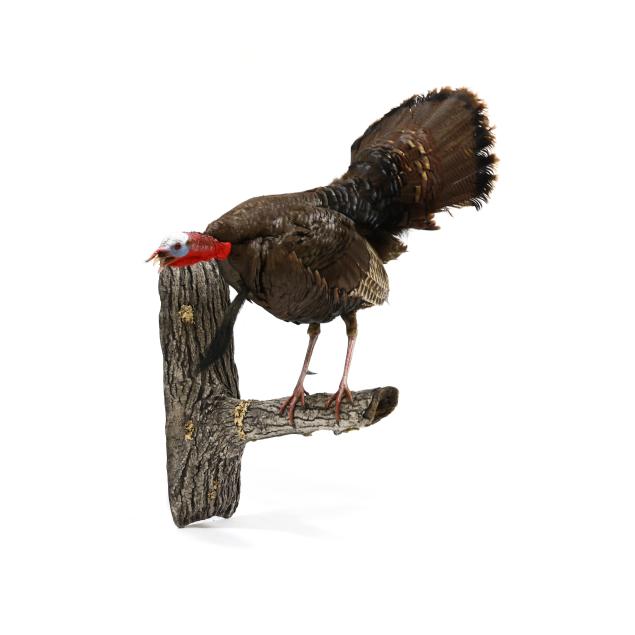 roosting-turkey-taxidermy