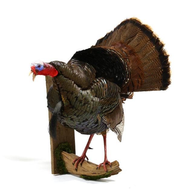 gobbling-turkey-on-roost-taxidermy