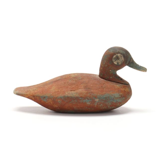 early-north-carolina-ruddy-duck
