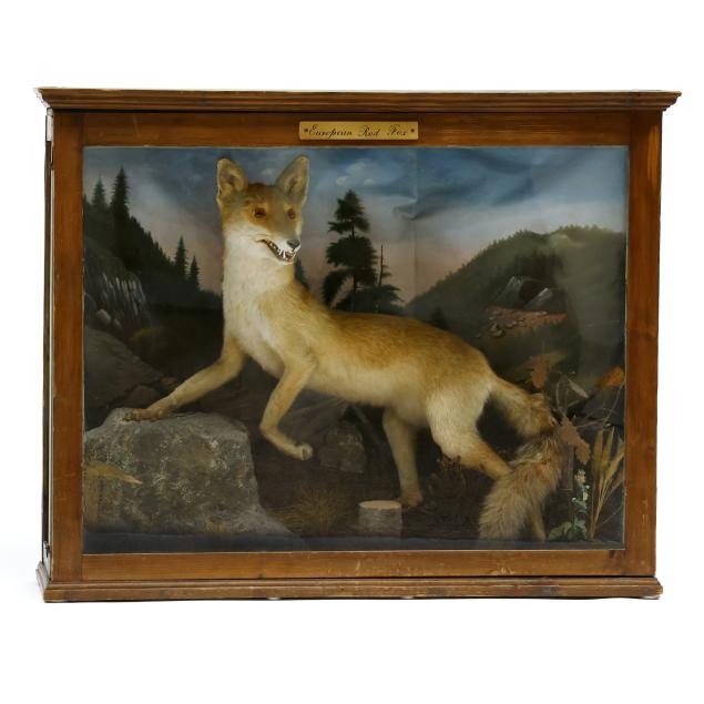 antique-european-red-fox-in-glass-curio-display-case