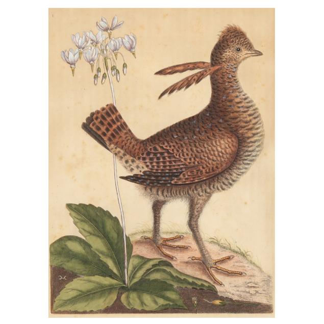 mark-catesby-british-1679-1749-i-greater-prairie-chicken-and-the-eastern-shooting-star-i