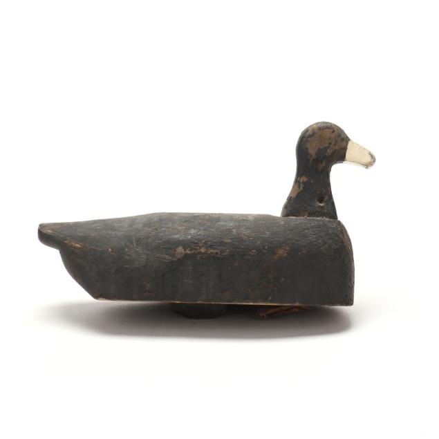 cecil-shirley-nc-coot