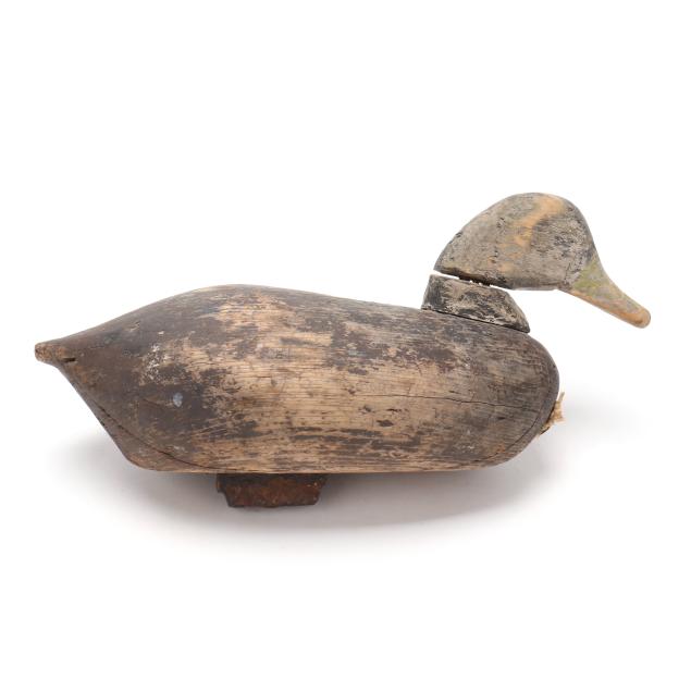 early-currituck-black-duck