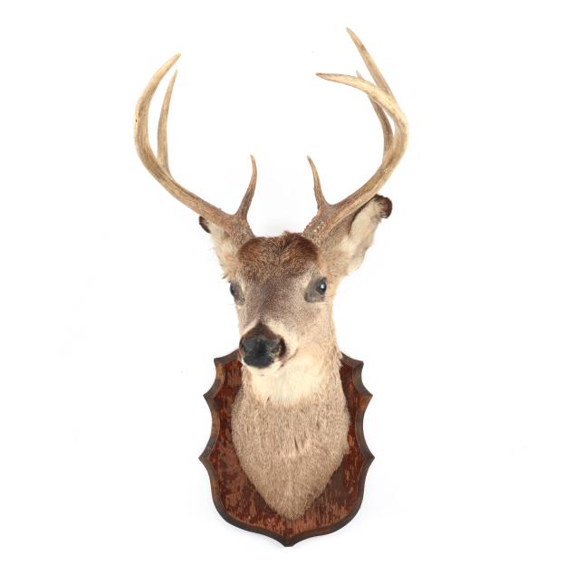 vintage-white-tailed-deer-head-mount-taxidermy