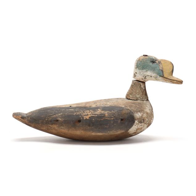 early-maine-king-eider