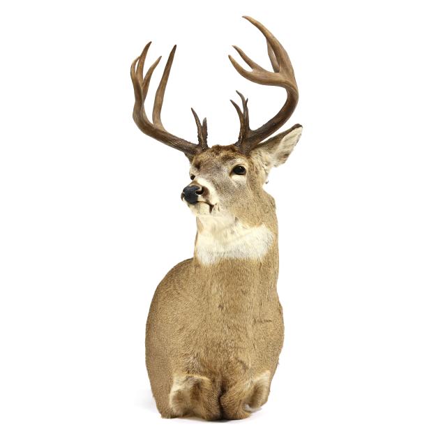 white-tailed-deer-shoulder-mount-taxidermy