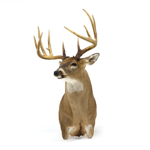 white-tailed-deer-shoulder-mount-taxidermy