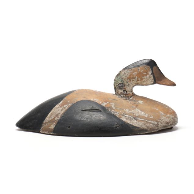 early-maine-king-eider
