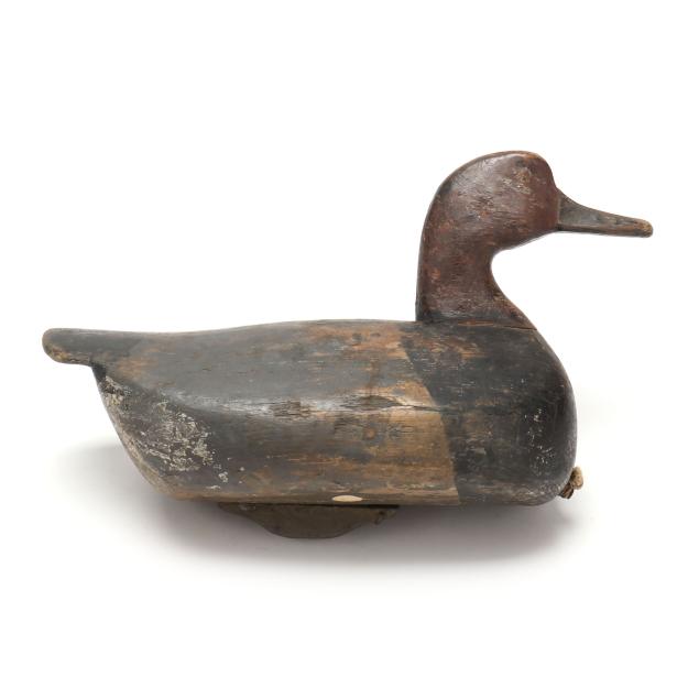 early-currituck-redhead