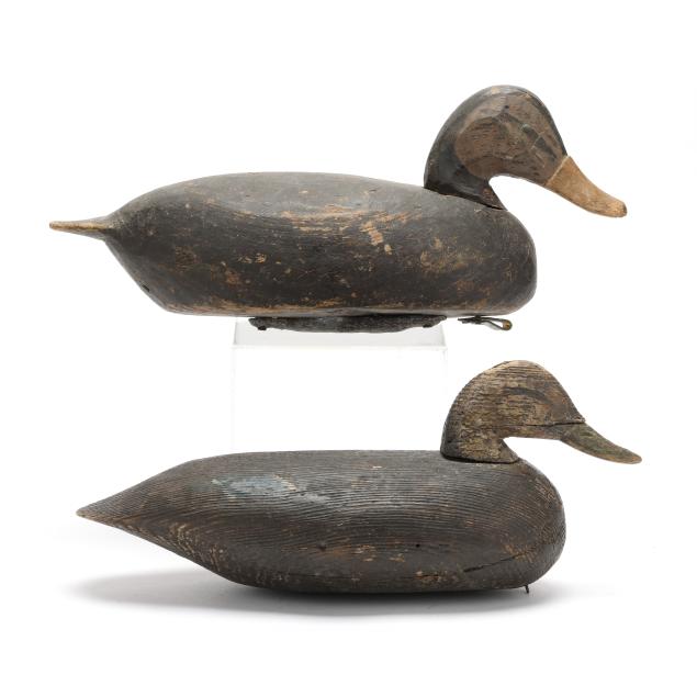 two-chincoteague-black-ducks
