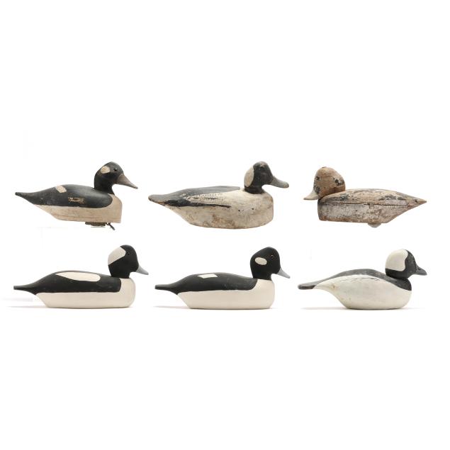 six-chincoteague-bufflehead