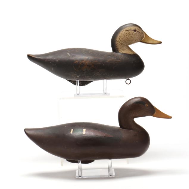 two-black-maryland-ducks