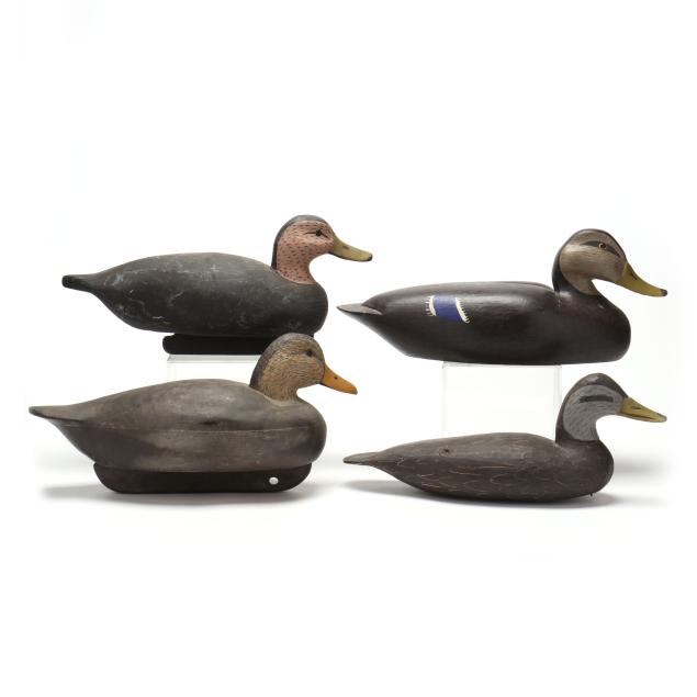 chincoteague-black-ducks-group-of-four