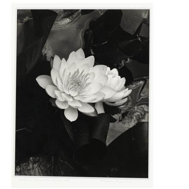 caroline-vaughan-nc-i-waterlily-celebration-i
