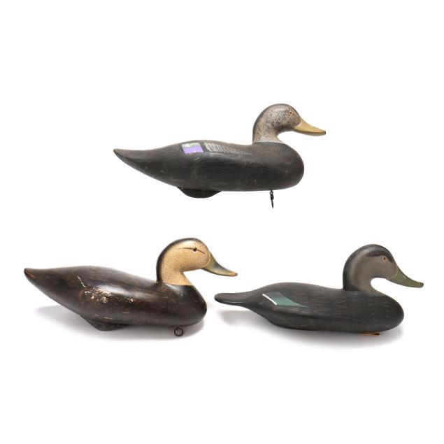 three-upper-back-bay-black-ducks
