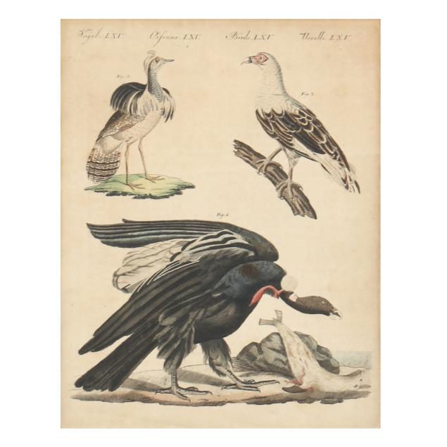 framed-ornithological-print-from-i-bilderbuch-fur-kinder-i