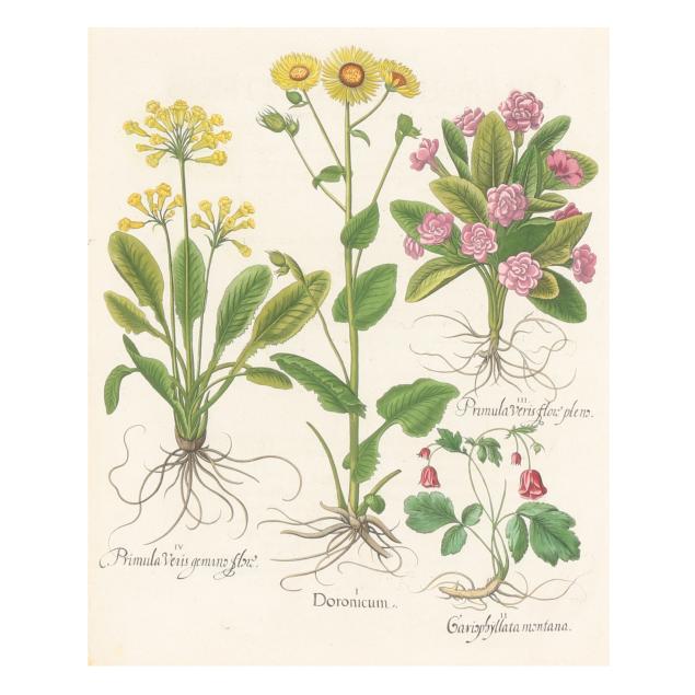 basilius-besler-german-1561-1629-i-cowslip-doronicum-garden-primrose-i
