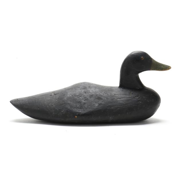 early-maine-black-duck