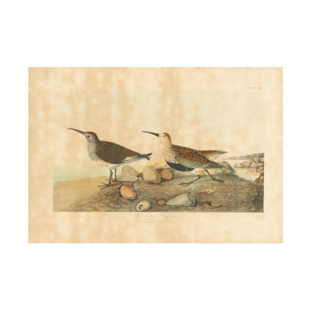after-john-james-audubon-american-1785-1851-i-red-backed-sandpiper-i