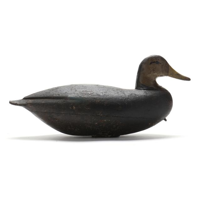 eastern-shore-virginia-black-duck