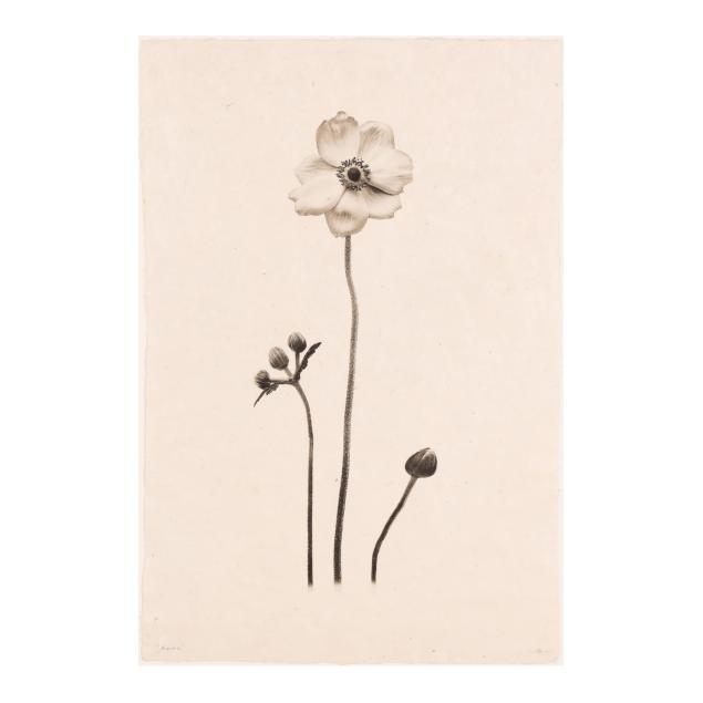 barloga-studios-i-anemone-i