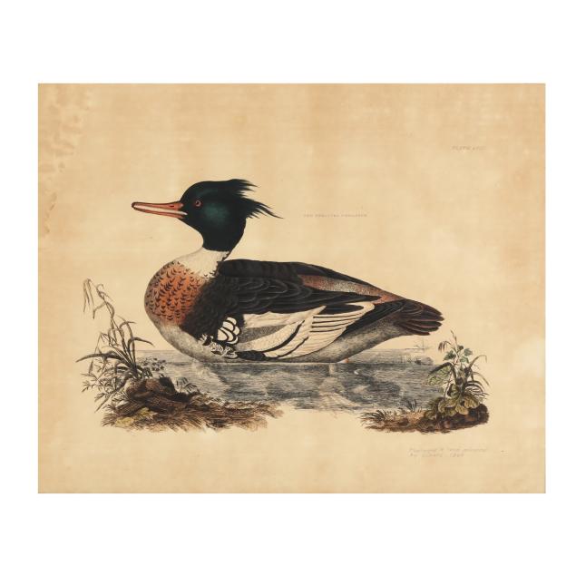 prideaux-john-selby-british-1788-1867-i-red-breasted-merganser-i