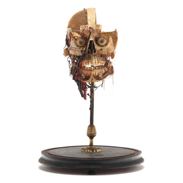 maison-tramond-anatomical-display-model-of-a-dissected-human-skull