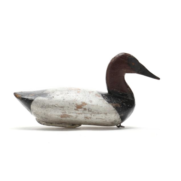 early-upper-bay-canvasback-with-high-head