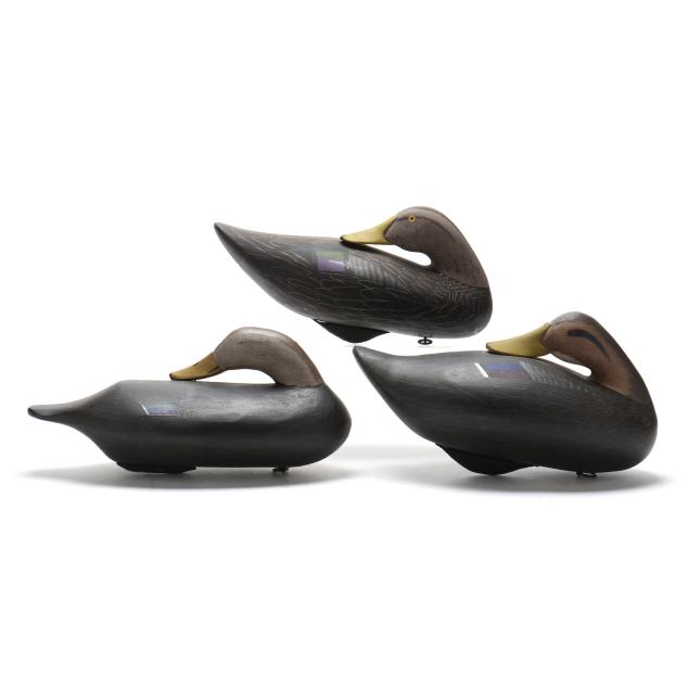 three-maryland-sleeping-black-ducks