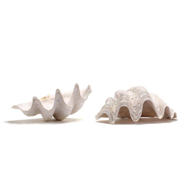 two-giant-clam-shells-i-tridacna-gigas-i