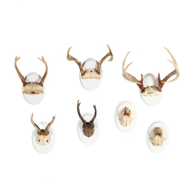 a-group-of-seven-antler-mounts