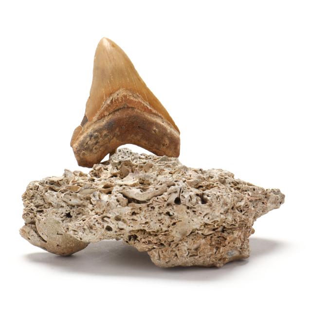 a-uniquely-colorful-north-carolina-megalodon-tooth-with-serrations