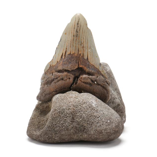 a-colorful-megalodon-tooth-on-a-natural-base