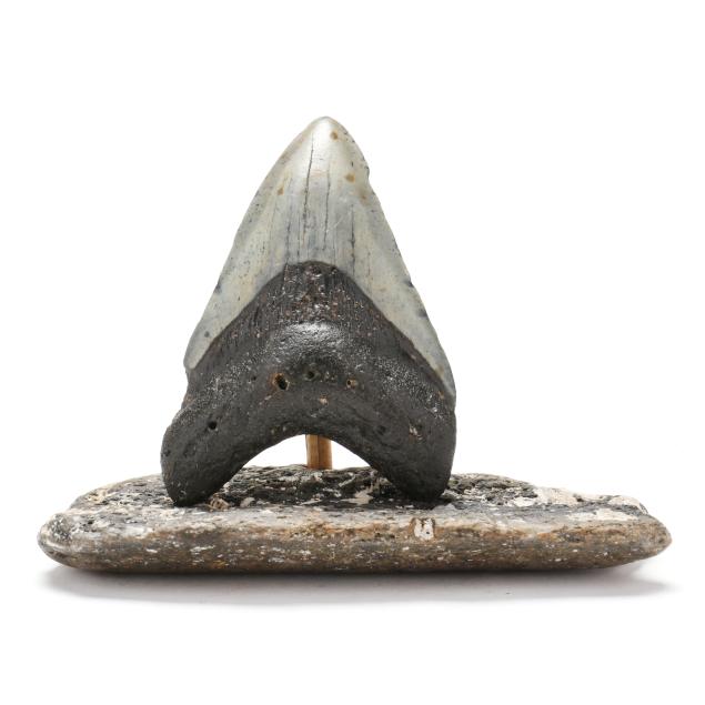 a-north-carolina-megalodon-tooth-on-a-fossilized-base