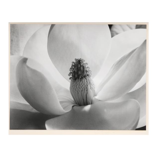 imogen-cunningham-american-1883-1976-i-magnolia-blossom-i