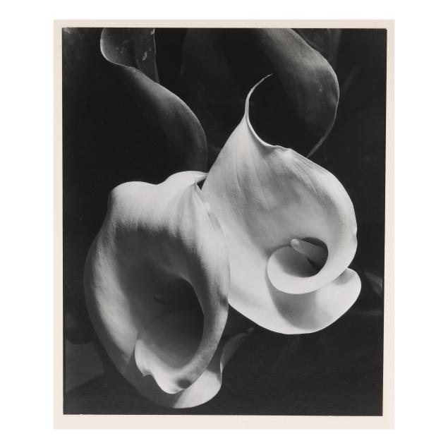 imogen-cunningham-american-1883-1976-i-two-callas-i