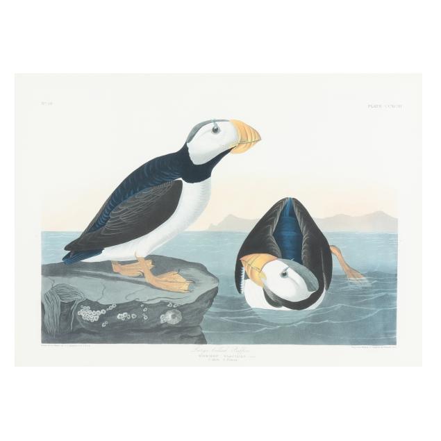 framed-print-after-audubon-of-a-large-billed-puffin