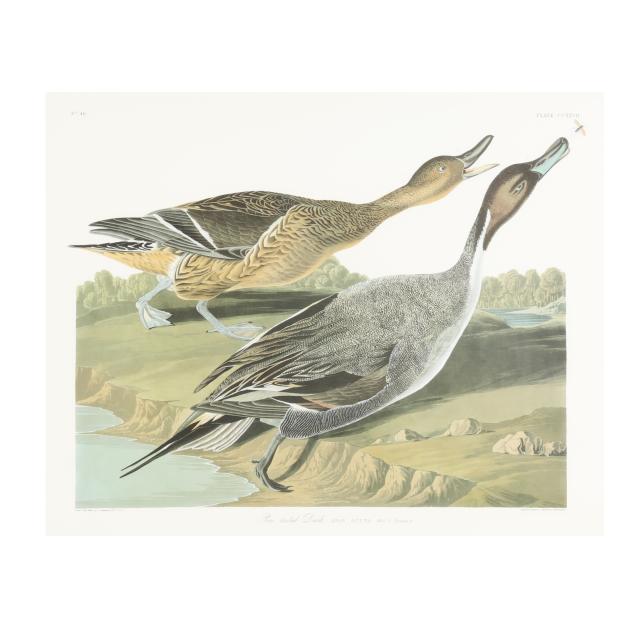framed-print-after-audubon-of-a-pintail-duck