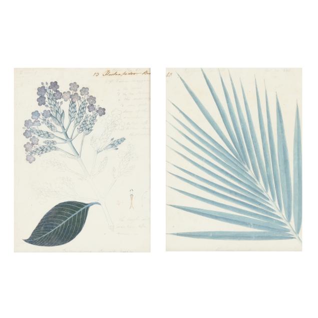 mrs-f-de-moivre-french-early-19th-century-two-botanical-studies
