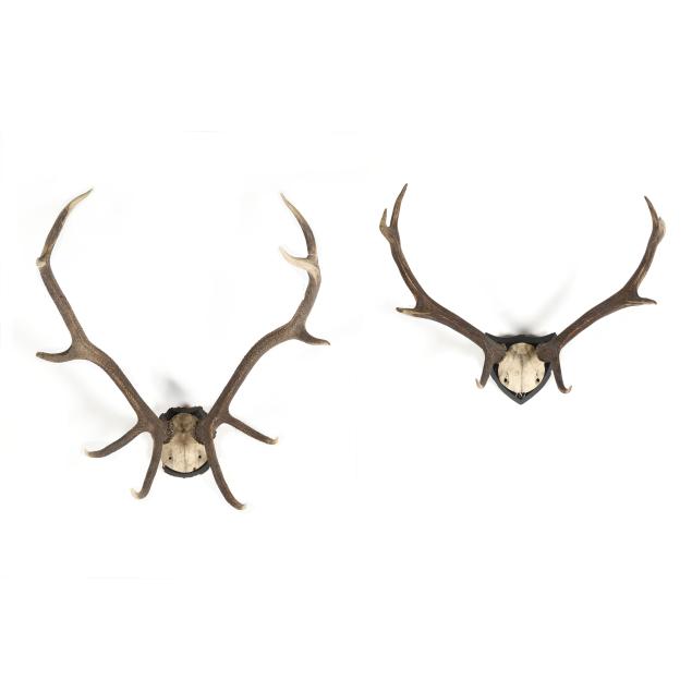 two-european-stag-antler-trophy-mounts