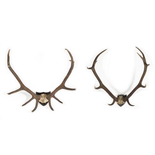 pair-of-european-stag-antler-trophy-mounts