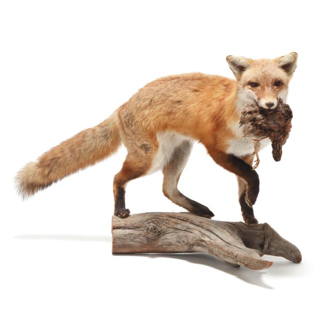 fox-with-quail-taxidermy-mounted-on-wood