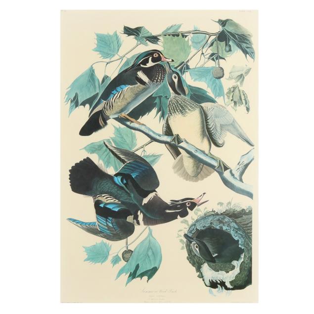 after-john-james-audubon-american-1785-1851-i-summer-or-wood-duck-i