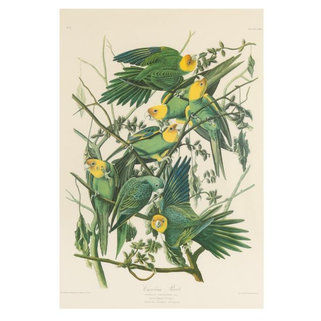 after-john-james-audubon-american-1785-1851-i-carolina-parrot-i